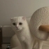 Sakin Huylu Sevecen Scottish Fold fotoğraf