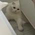 Sakin Huylu Sevecen Scottish Fold fotoğraf