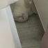 Sakin Huylu Sevecen Scottish Fold fotoğraf