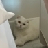 Sakin Huylu Sevecen Scottish Fold fotoğraf