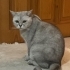 BRİTİSH SHORTHAİR,KISIR VE ÇOK UYSAL fotoğraf