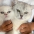 BRİTİSH SHORTHAİR,KISIR VE ÇOK UYSAL fotoğraf