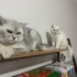 BRİTİSH SHORTHAİR,KISIR VE ÇOK UYSAL fotoğraf