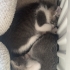 6 haftalık mükemmel oyuncu 2 yavru kardeş kedi, dişi ve erkek fotoğraf