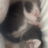 6 haftalık mükemmel oyuncu 2 yavru kardeş kedi, dişi ve erkek fotoğraf