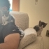 6 haftalık mükemmel oyuncu 2 yavru kardeş kedi, dişi ve erkek fotoğraf