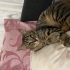 KISIR UYSAL SEVECEN EV KEDİSİ fotoğraf