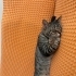 KISIR UYSAL SEVECEN EV KEDİSİ fotoğraf