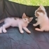 🐾 DİKKAT! KALBİNİZİ ÇALMAYA GELDİLER! 😍 fotoğraf