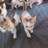 🐾 DİKKAT! KALBİNİZİ ÇALMAYA GELDİLER! 😍 fotoğraf