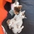 🐾 DİKKAT! KALBİNİZİ ÇALMAYA GELDİLER! 😍 fotoğraf