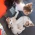 🐾 DİKKAT! KALBİNİZİ ÇALMAYA GELDİLER! 😍 fotoğraf