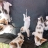 🐾 DİKKAT! KALBİNİZİ ÇALMAYA GELDİLER! 😍 fotoğraf