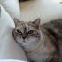 OYUNCU BRİTİSH DİŞİ KISIR fotoğraf