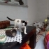 Boncuk evini arıyor fotoğraf