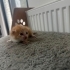 YUVA ARAYAN 4 MİNİK YAVRU fotoğraf
