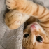 Mısır iç dış parazitleri yapıldı karma aşısı yapıldı fotoğraf