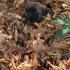 ANNESİZ YAVRU KÖPEK ACİL YUVA ARIYOR fotoğraf