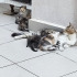 5 yavru tekire yuva aranıyor fotoğraf