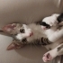 Oyuncu yavru kedi fotoğraf