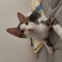 Oyuncu yavru kedi fotoğraf
