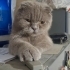 Scottish Fold Shorthair fotoğraf