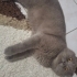 Scottish Fold Shorthair fotoğraf