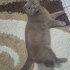 Scottish Fold Shorthair fotoğraf
