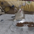 Badem Yuva Arıyor (Açıklamayı okuyunuz) fotoğraf
