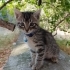 TEKİR OLMAK SUÇ MU? fotoğraf