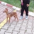 7 Yaşında, Uysal ve Sevecen Dişi Köpeğimize Ömürlük Yuva Arıyoruz fotoğraf