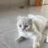 ÇİPLİ, AŞILARI TAM VE KISIR BRİTİSH SORTHAİR..!! fotoğraf