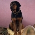 Kara Şimşek/ Rottweiler kırma/ ömürlük yuva fotoğraf