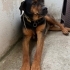 Kara Şimşek/ Rottweiler kırma/ ömürlük yuva fotoğraf