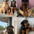 Kara Şimşek/ Rottweiler kırma/ ömürlük yuva fotoğraf