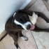 Zeyna dişi kısır neşe saçan bir köpek acil yuva fotoğraf