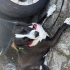Zeyna dişi kısır neşe saçan bir köpek acil yuva fotoğraf