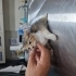 2026 MODEL 0 KM KEDİ fotoğraf