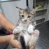 Aşırı tatlı bir yavru🧿🐱 fotoğraf