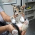Aşırı tatlı bir yavru🧿🐱 fotoğraf