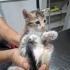 Aşırı tatlı bir yavru🧿🐱 fotoğraf