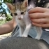 Sevimli Erkek Yavru Kedi Yuva Arıyor (3 Kardeşi Daha Var!) fotoğraf