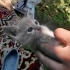 Sevimli Erkek Yavru Kedi Yuva Arıyor (3 Kardeşi Daha Var!) fotoğraf