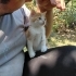 Sevimli Erkek Yavru Kedi Yuva Arıyor (3 Kardeşi Daha Var!) fotoğraf