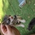 El besleme bebek kedicikler fotoğraf