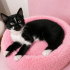 Minik Pink'e yuva arıyoruz.🖤 fotoğraf