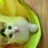 Oreo için ömürlük yuvasını arıyorum fotoğraf
