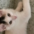 Oreo için ömürlük yuvasını arıyorum fotoğraf