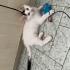 Oreo için ömürlük yuvasını arıyorum fotoğraf