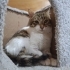 Tostos, 6 aylık; erkek kısır fotoğraf